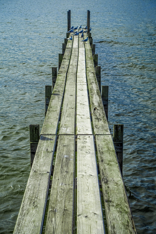 海上浮木桥图片