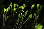 绿色发芽植物图片
