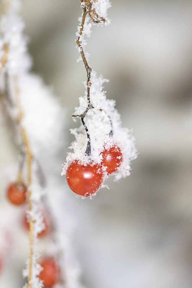 冬天红色浆果结霜花图片