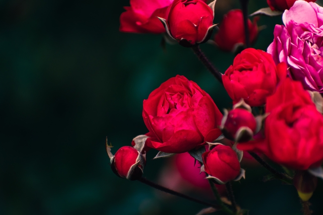 红色玫瑰花蕾图片