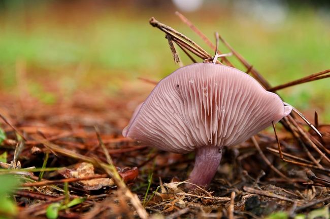 秋天森林地面野蘑菇图片