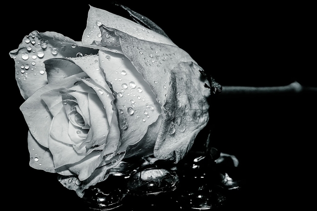黑白风格玫瑰花图片摄影