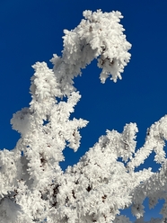 冬天树枝结霜花图片