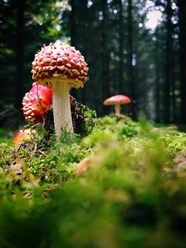 深山野林红色毒蘑菇图片