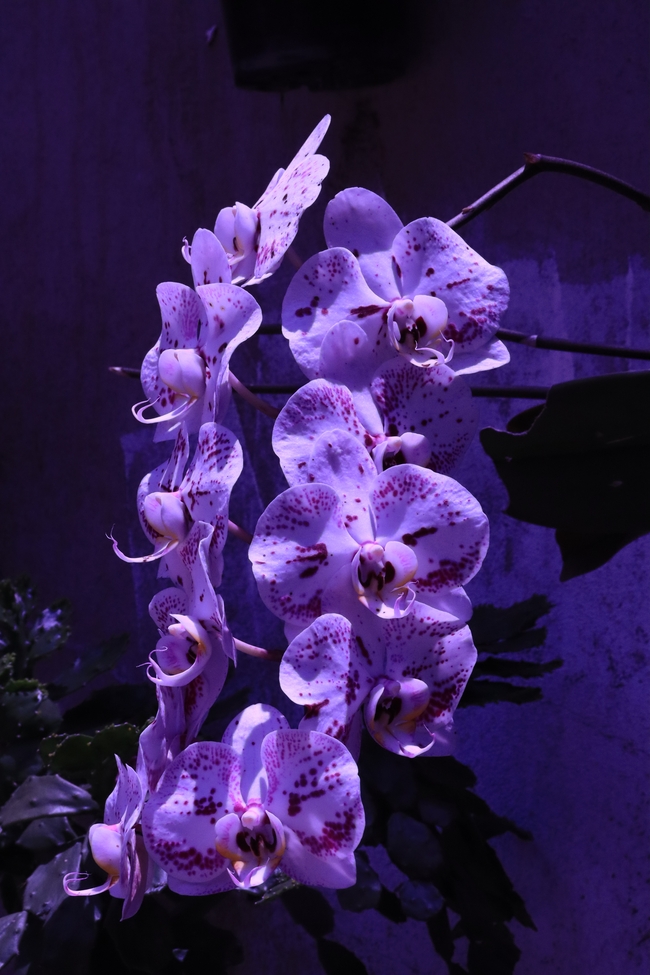 紫色蝴蝶兰摄影图片