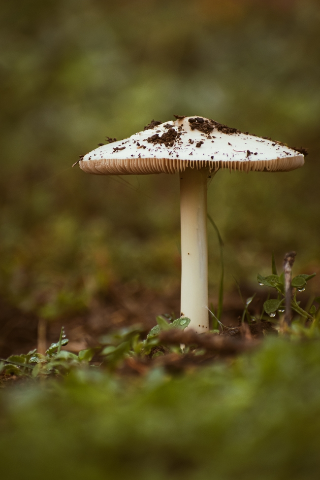 秋天破土而出的蘑菇图片