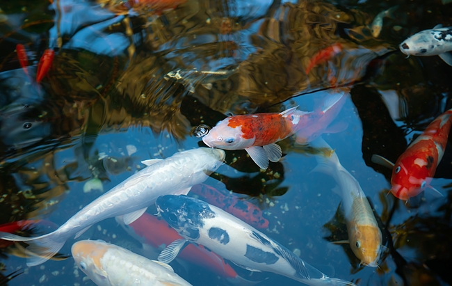 池塘黄金鱼锦鲤图片