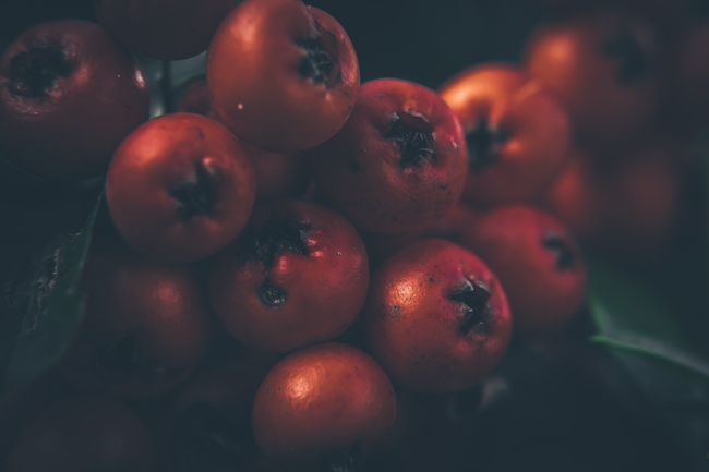 红色灌木浆果图片