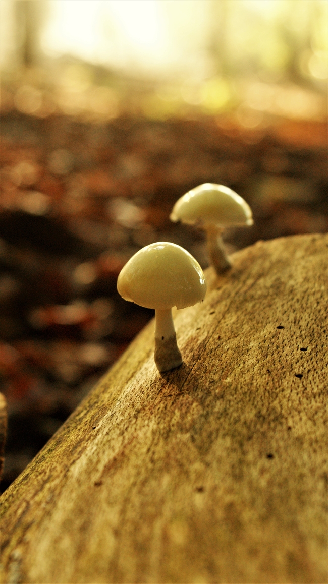 瓷木耳菌类蘑菇图片