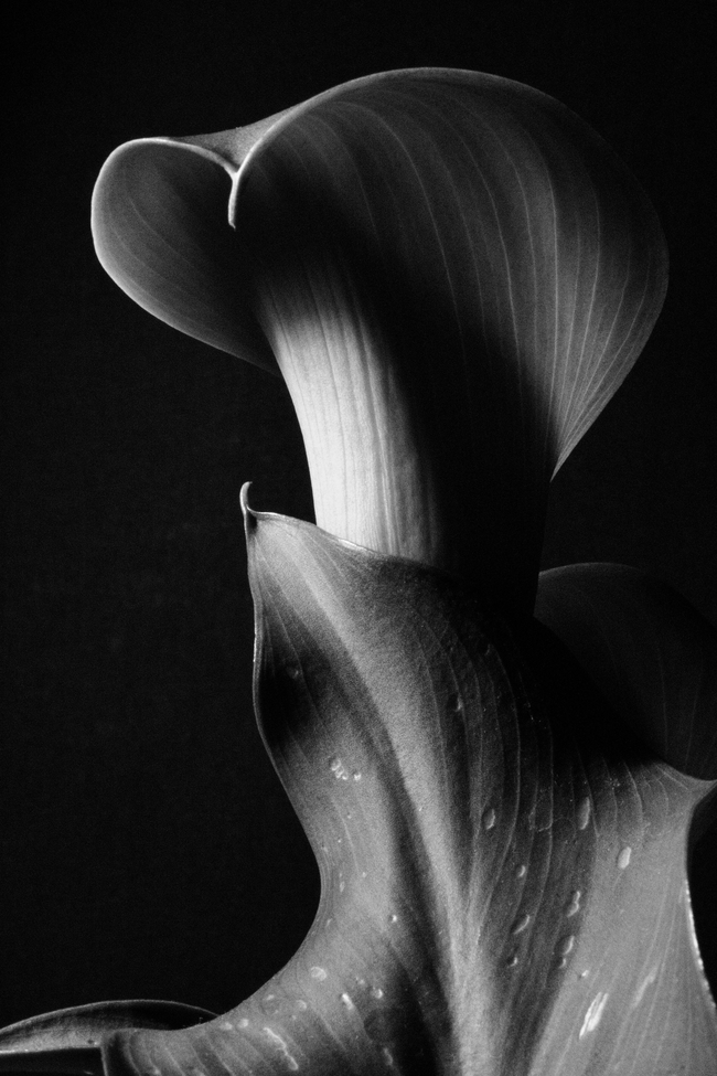 马蹄莲黑白摄影图片