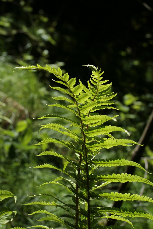 荒野丛林野生蕨类植物图片