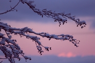 冬日黄昏霜冻树枝美景图片