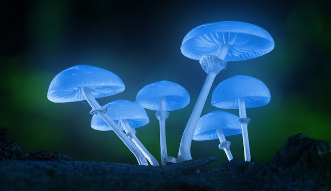 森林发光蘑菇图片