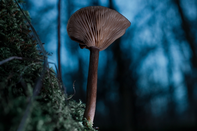 硬柄小皮伞蘑菇图片