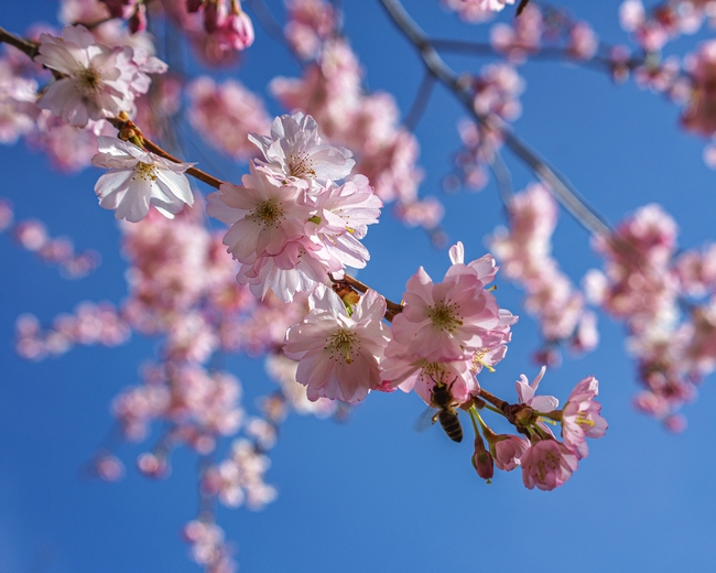 蔚蓝天空粉色樱花微距特写摄影图片