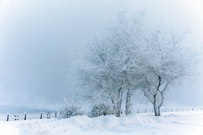 西伯利亚唯美雾凇雪景图片