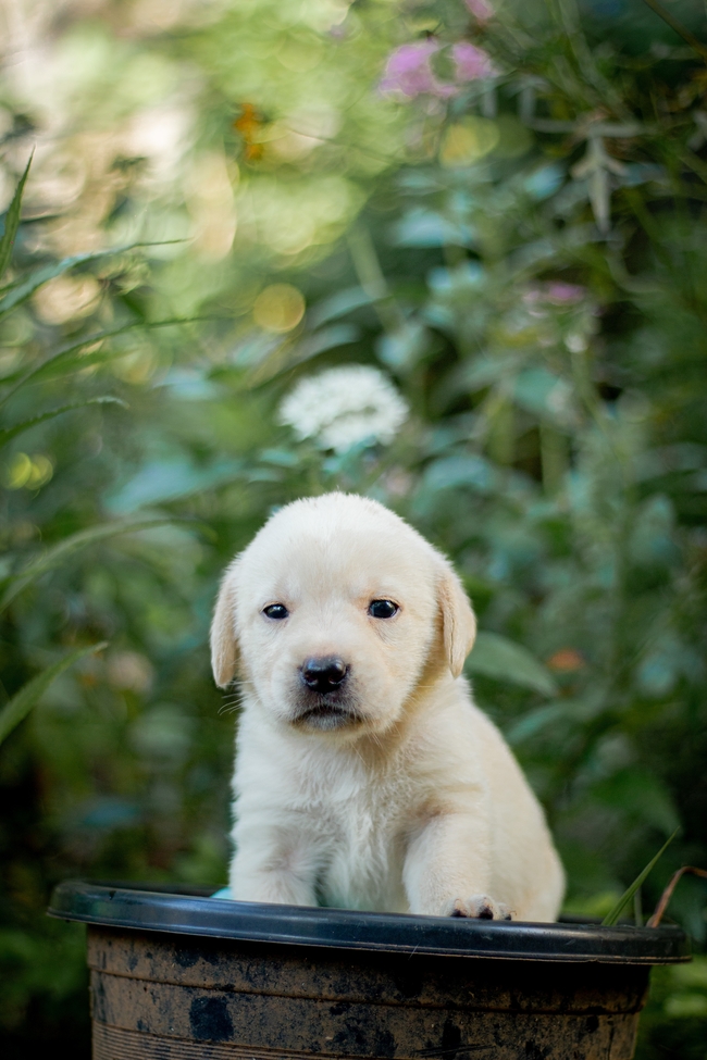 可爱白色小拉布拉多犬图片
