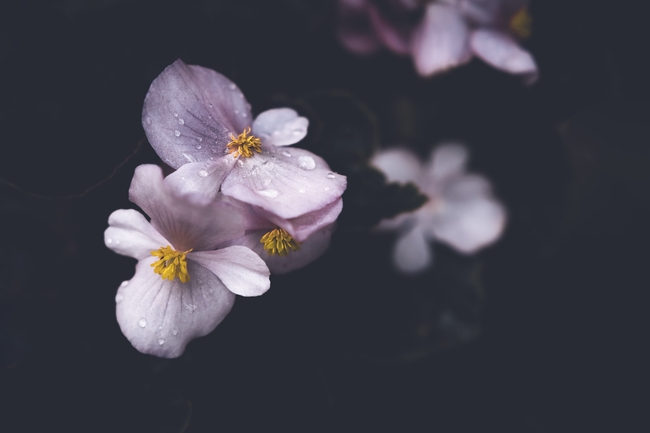雨中意境四季海棠花图片