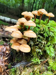 树林野生蕨类植物蘑菇群图片