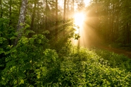 一米阳光照射树林图片