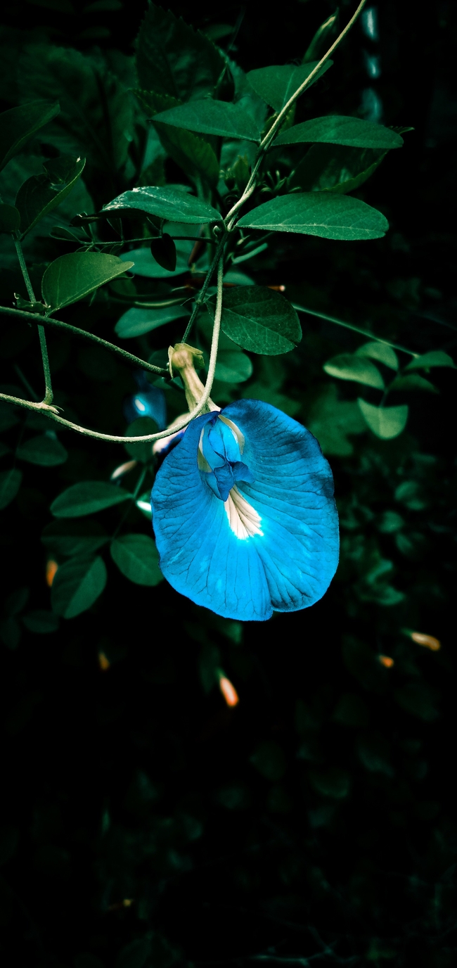 蓝色蝴蝶豌豆花图片
