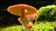 绿色苔藓红蘑菇图片