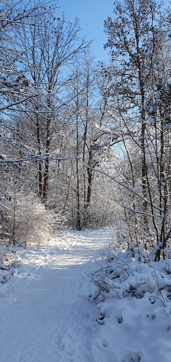 冬季树林仙境图片