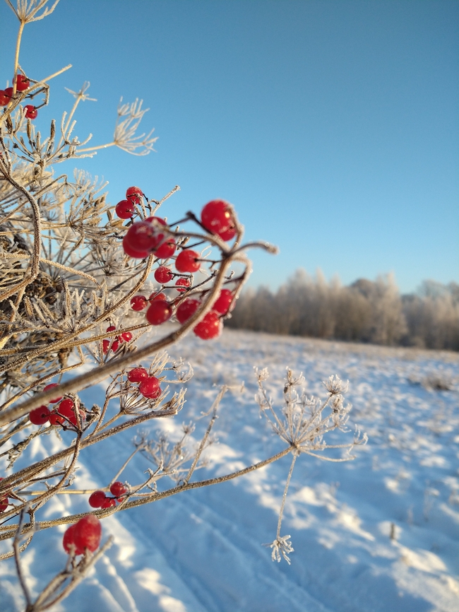 冬日霜花浆果摄影图片
