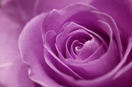 紫色浪漫玫瑰花图片