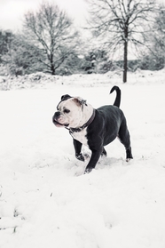 冬季雪地大陆斗牛犬图片