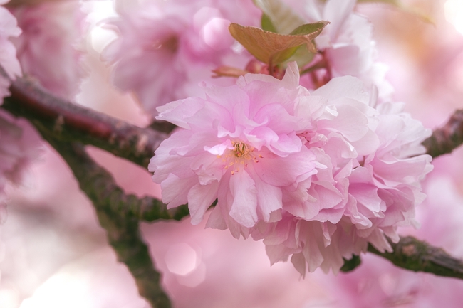 春天浪漫粉色樱花微距特写摄影图片