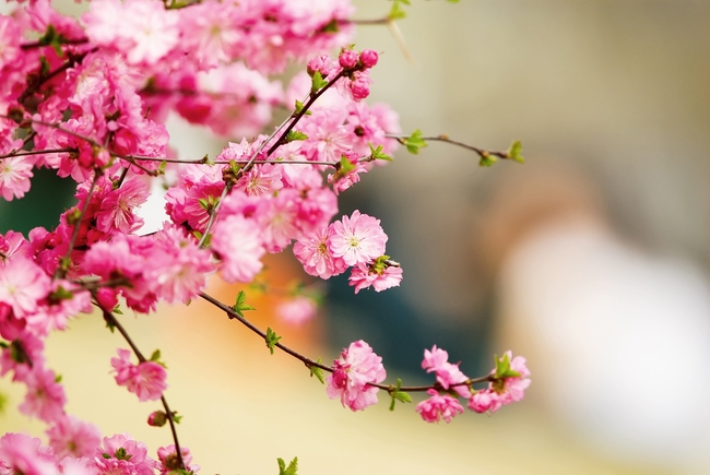 春天粉色樱花开花图片