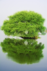 湖泊中央绿色树木倒影图片