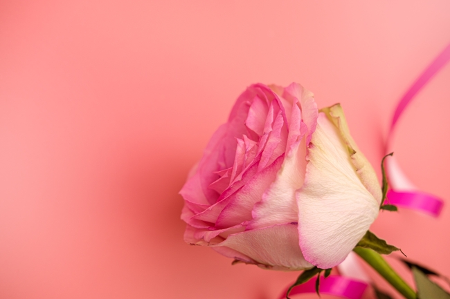 粉色浪漫治愈系情人节玫瑰花图片