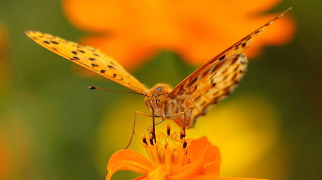 印度贝母蝶图片