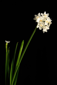 春天水仙花开花图片