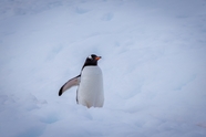 冬季南极洲企鹅图片