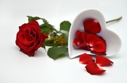 情人节红玫瑰图片素材