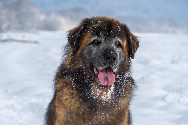 冬天雪地流浪狗图片