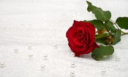 白色珍珠和红玫瑰图片