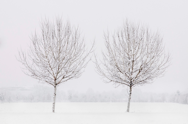 冬季雪树银花意境摄影图片