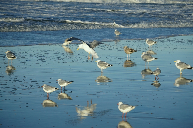海边海滩一群海鸥图片