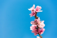 春天粉色樱花蓝天背景图片