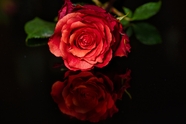 红色妖娆艺术风玫瑰花摄影图片
