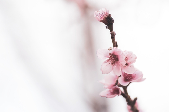 粉色樱花古风摄影背景图片