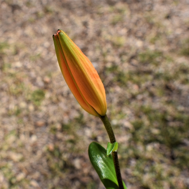 含苞待放橙色百合花苞摄影图片