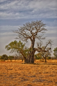 非洲大草原猴面包树图片
