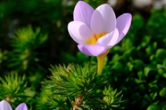 春天野生紫色番红花图片