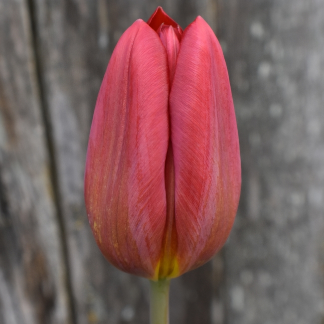 微距特写郁金香花苞图片