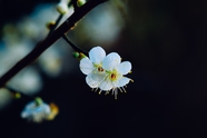 春天白色杏花微距特写摄影图片